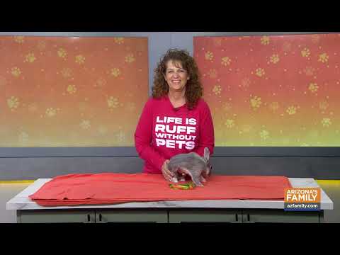 Pets on Parade (full episode) September 26, 2026