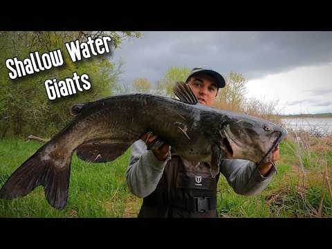 Giant channel cats in shallow water! video thumbnail