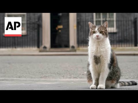 Larry the cat poised to welcome Britain's next prime minister