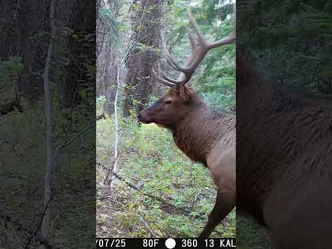 What does he score #subscribe #elk #hunting #shorts #idaho
