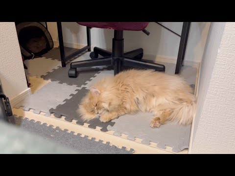 猫の動画サムネイル - 猫が急に震えだしてしまいました...