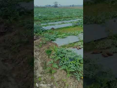 #ytshorts #viralshort #todaybestshorts #music #agreculture