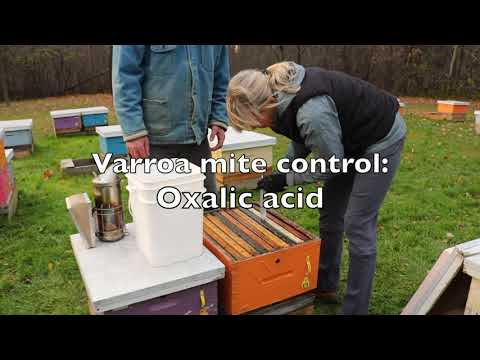 Varroa Mite Control  - Oxalic Acid