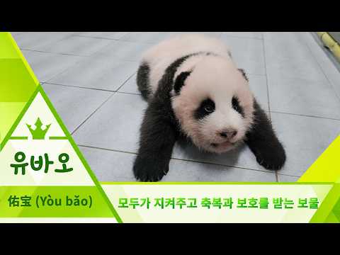 🐼기호 4번 유바오(佑宝)🐼 | #아기판다 #이름투표