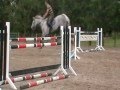 Show jumping horse Prachtig merrieveulen