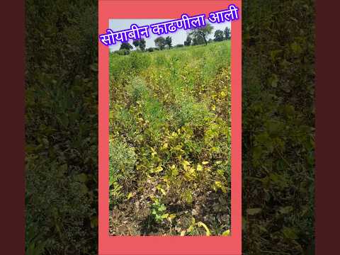 सोयाबीन आली काढणीला🌱#shorts #ytshorts #trending #short #youtubeshorts #youtube #viralvideo.