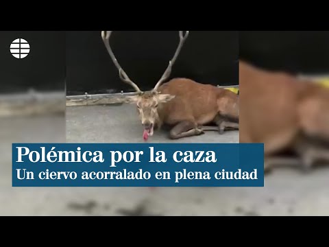 Polémicas imágenes de un ciervo acorralado por perros en Francia