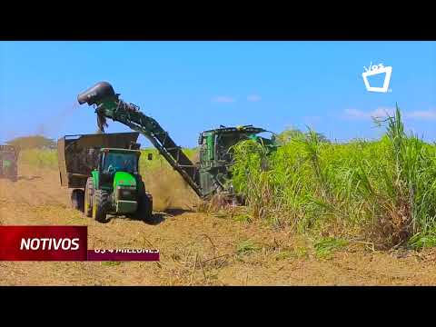 Sector azucarero registra U$4 millones en pérdidas por huracán Julia
