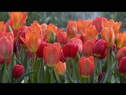 Stunning tulips bloom for the first time at London's Hampton Court Palace Stunning tulips bloom for the first time at London's Hampton Court Palace