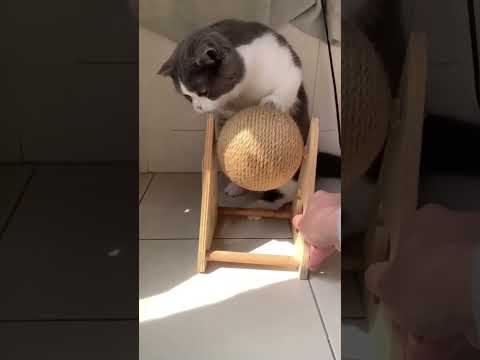 Funny cat|Palyful cat#viralvideo #cat #playing #kitten #shorts #ytshorts