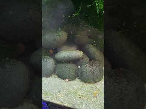 baby hillstream loaches #aquarium #fishtank #fresh 