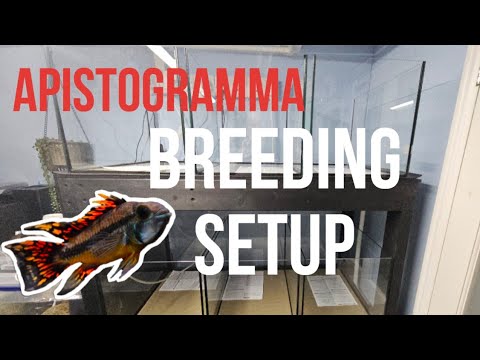 Is My DIY Apistogramma Breeding Rack BETTER Than S Watch as I complete an Apistogramma breeding rack  in this DIY video. Learn step-by-step how to crea
