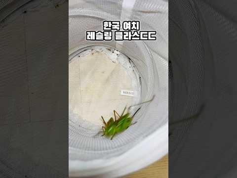 돼지여치 레슬링 하이라이트🔥 katydid wrestling🔥 #돼지여치 #여치 #레슬링 #테이크다운 #katydid #wrestling #takedown #insects