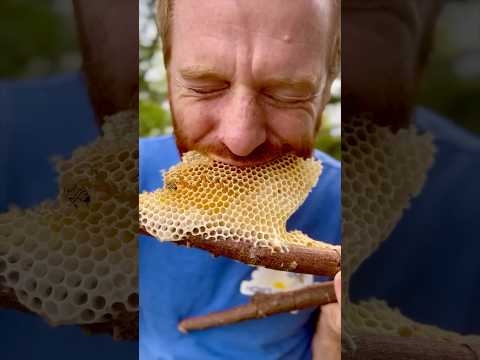 Fresh honeycomb on a stick courtesy of the Bees