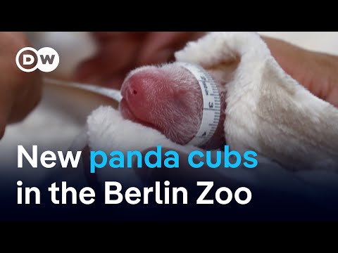 What China gains from panda cubs in Berlin | DW News