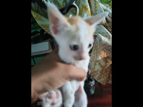 #cat #kitten #babycat