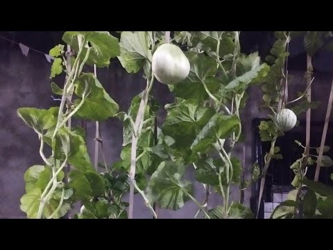 Relaxing listening to the soothing sound of rain 