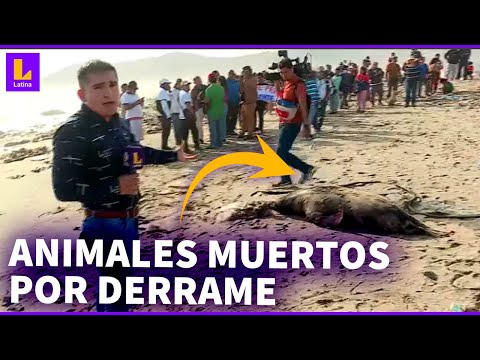 Desastre en Ventanilla por nuevo derrame de petróleo: Animales yacen muertos en la orilla