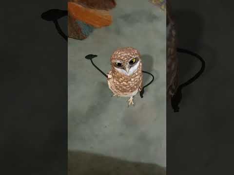 #babifreitas #shortsfeed #shorts #funny