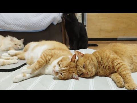 猫の動画サムネイル - ぼーちゃん がライブ配信中！　2025年6月21日