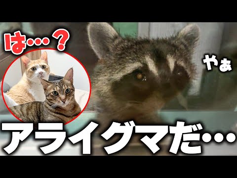 猫の動画サムネイル - 【事件】深夜3時、猫たちのもとに“アライグマの集団”が話しかけに来ました…