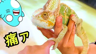 動画サムネイル
