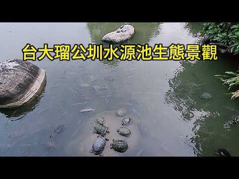 台大瑠公圳水源池生態景觀