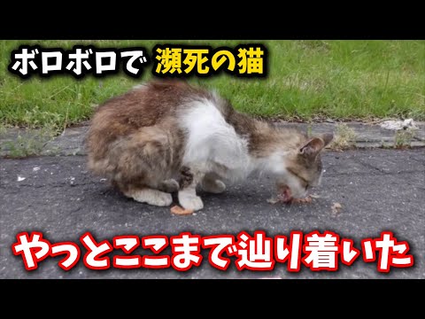 山に捨てられた子猫の救出と支援について知っておくべき情報 サムネイル