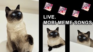 【🎧 12H不間斷直播】摸鼻是一隻暹羅貓｜排解壓力・讓你快樂meme🎶 #memes  #cat