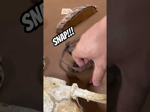 Old trap vs hand