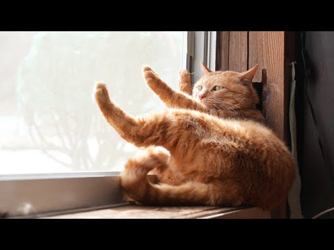 猫の動画サムネイル - 窓辺でお座り麦茶　250523