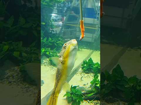 Giant freshwater pufferfish #shorts The Tetraodon mbu, often called the Mbu Puffer or giant pufferfish, is one of the most impressive fr