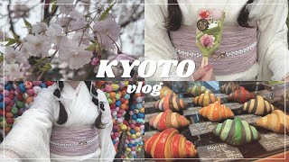 【vlog】京都でお花見してきた🐇🌸