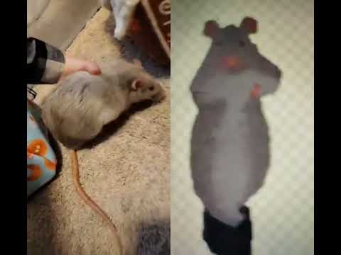 rat 🐀🐁🐁😍😍🤩😍😍💓💗😘