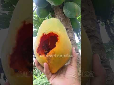 petik pepaya #shorts #budidayatanaman #fruit #papaya #garden #gardening  #harvest #pertanian #viral