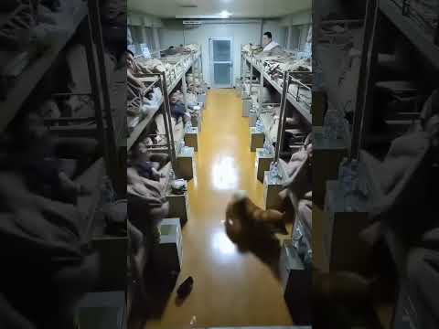 군부대에 침투한 시바견