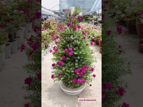 Dica na poda de onze horas #onzehoras #plantas #jardinagem #jardim