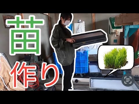 苗(播種)作り