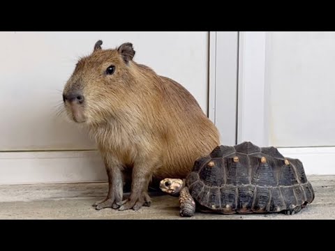 びびり発動のちびカピバラ、と寄り添うカメさん【Cute little capybara sisters who are a bit scared】