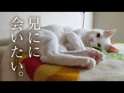 入院していた息子が5日ぶりに帰ってきた。兄弟のように仲が良い愛猫の反応は？
