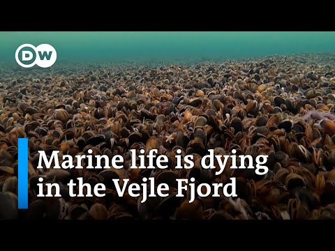 Denmark: The Baltic Sea is running out of oxygen | Focus on Europe