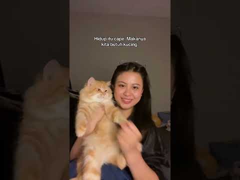 kita butuh kucing biar ga gila ygy #kucinganggoralucudanimut #shortvideo #kucinglucu