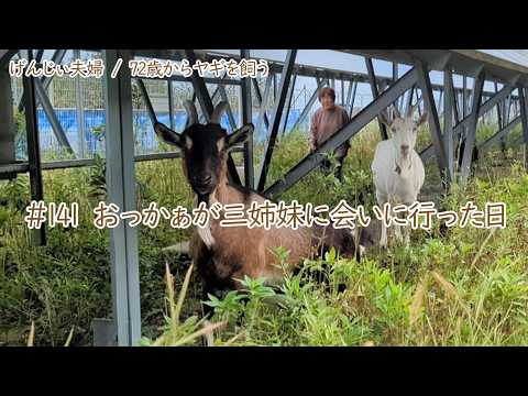 【79歳ヤギ飼い#4】ヤギたちを眺めのんびり過ごす時間「72歳からの楽しいシニアライフ#141」