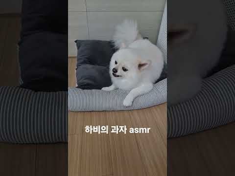 #shorts #포메라니안 #강아지asmr #강아지간식먹방