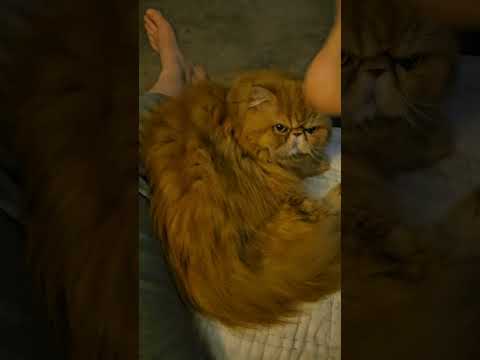 I thought Skippy would make a good carpet #foryou #funnycat #longhaircat #cutecats #redcat