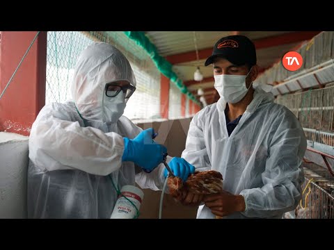 Arranca la vacunación contra la gripe aviar en seis provincias del país