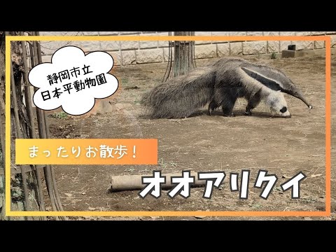 犬の動画サムネイル - 【静岡市立日本平動物園】まったりお散歩！オオアリクイ✨