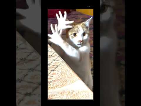 #music #dj #electronicmusic #housemusic #edm #funny #dankememes #funnypictures #cat #memeclip