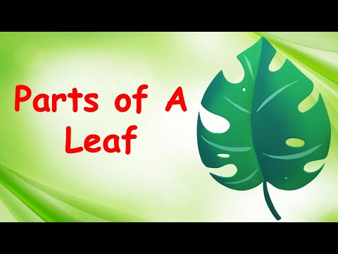 Parts of a Leaf and their Functions | Parts of Leaf Explained | Food Factory of a Plant