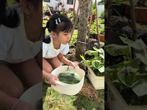 LNS - Đứa con gái hiếu thảo, hái rau cho ba mẹ || Good daughter in garden #shorts
